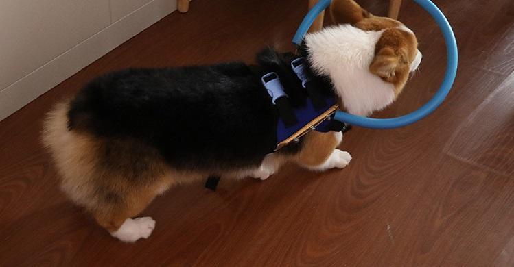 Protective Bumper Collar Harness Mobility Aid for Blind Dogs