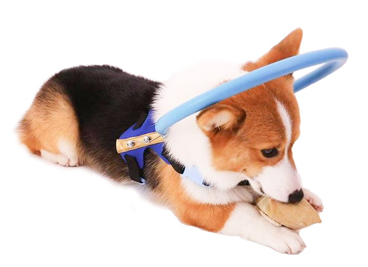 Protective Bumper Collar Harness Mobility Aid for Blind Dogs