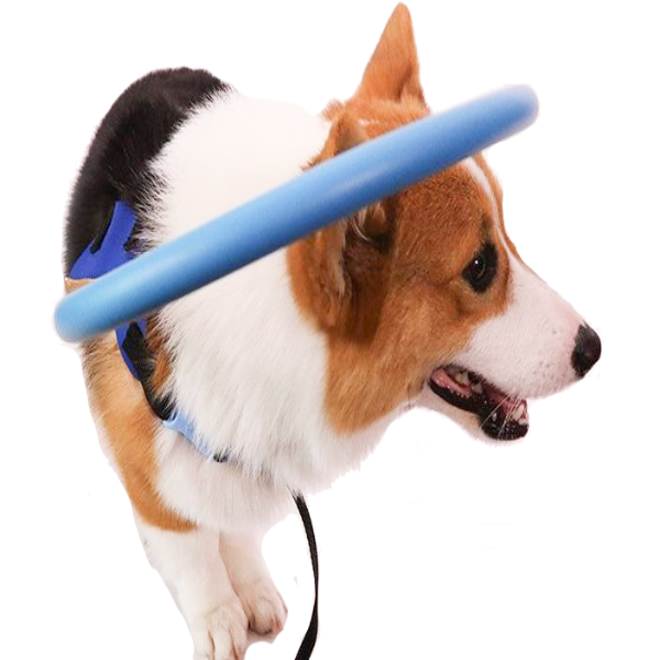 Protective Bumper Collar Harness Mobility Aid for Blind Dogs