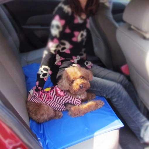 Cooling Pet Pad for Dogs and Cats
