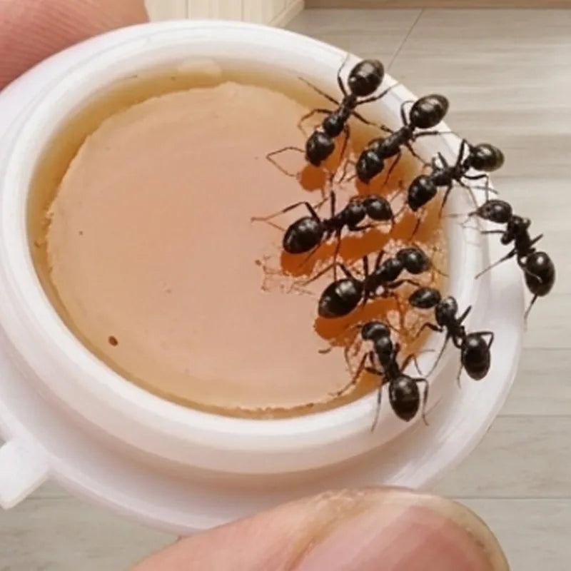 Household Ant Bait Trap for Kitchen & Garden Use