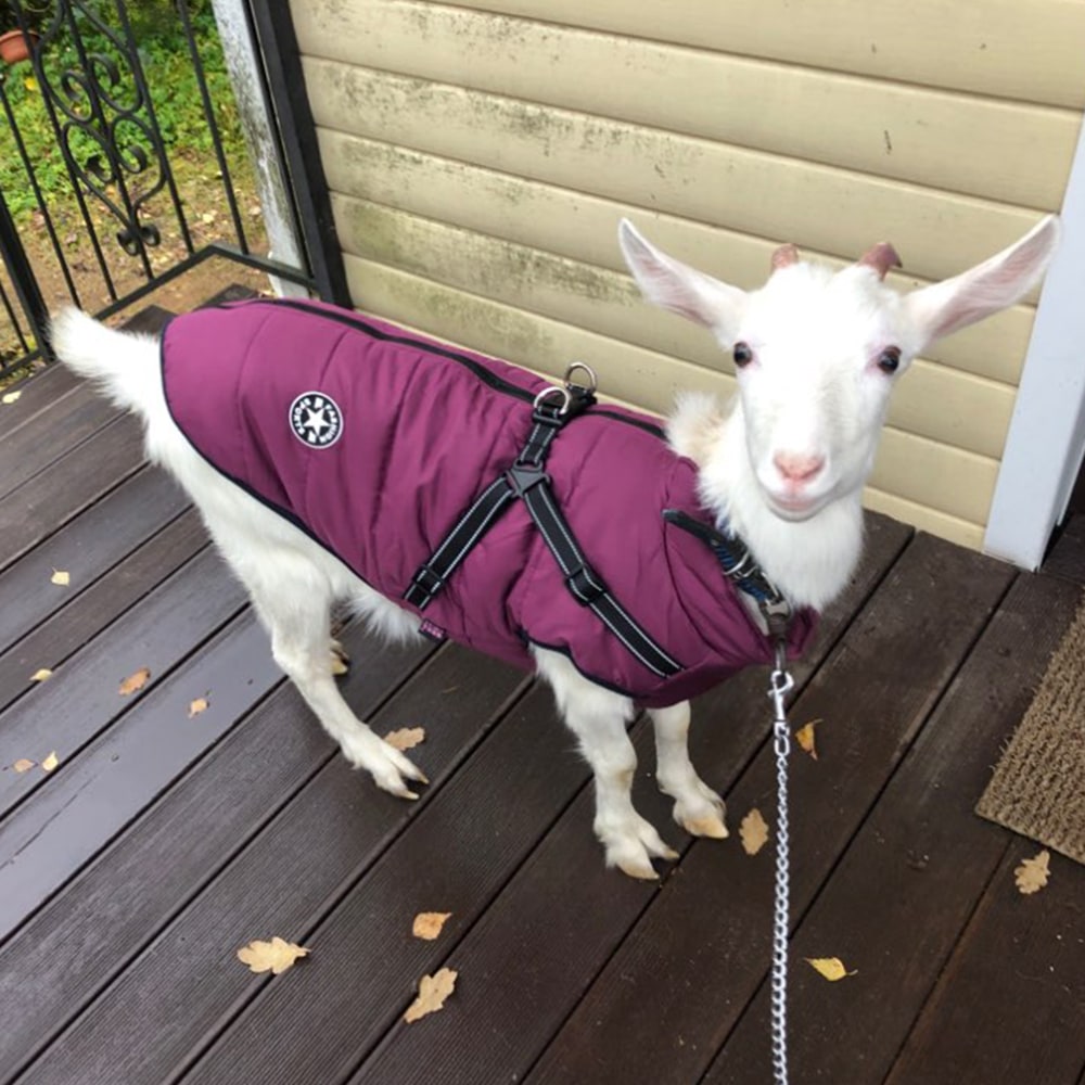 Cold Weather Dog Jacket with Harness Waterproof Padded Puffer Coat for Winter