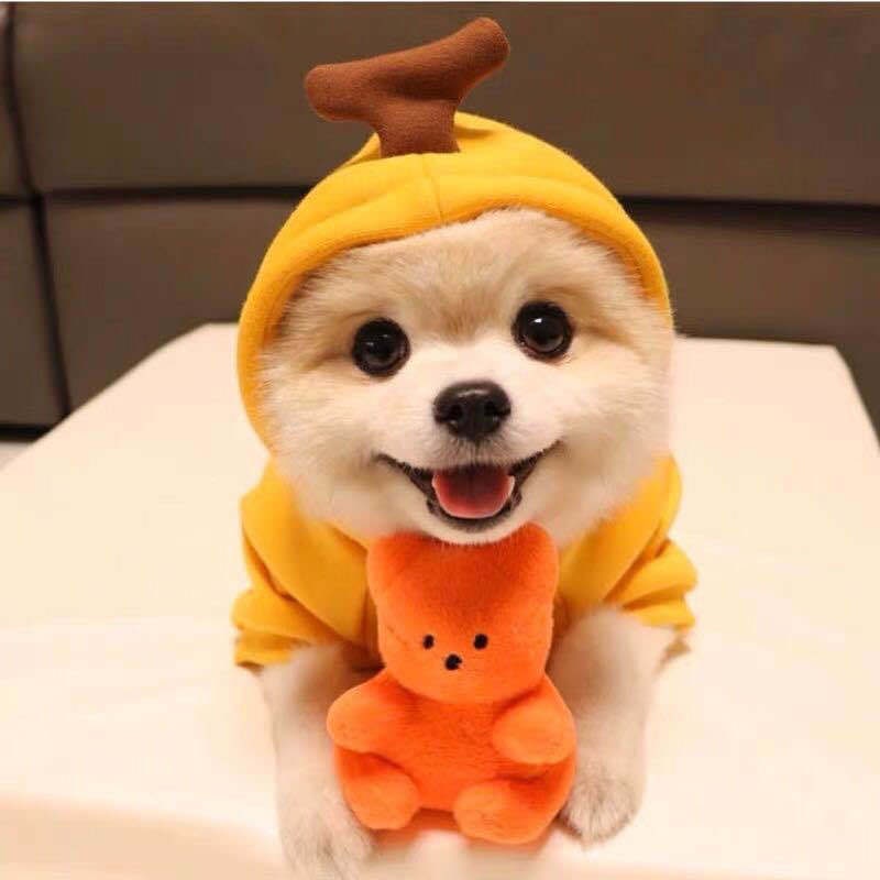 Dog Clothes Hoodie with Fleece and Novelty Hood Designs for Small Sweaters