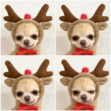 Dog Clothes Hoodie with Fleece and Novelty Hood Designs for Small Sweaters