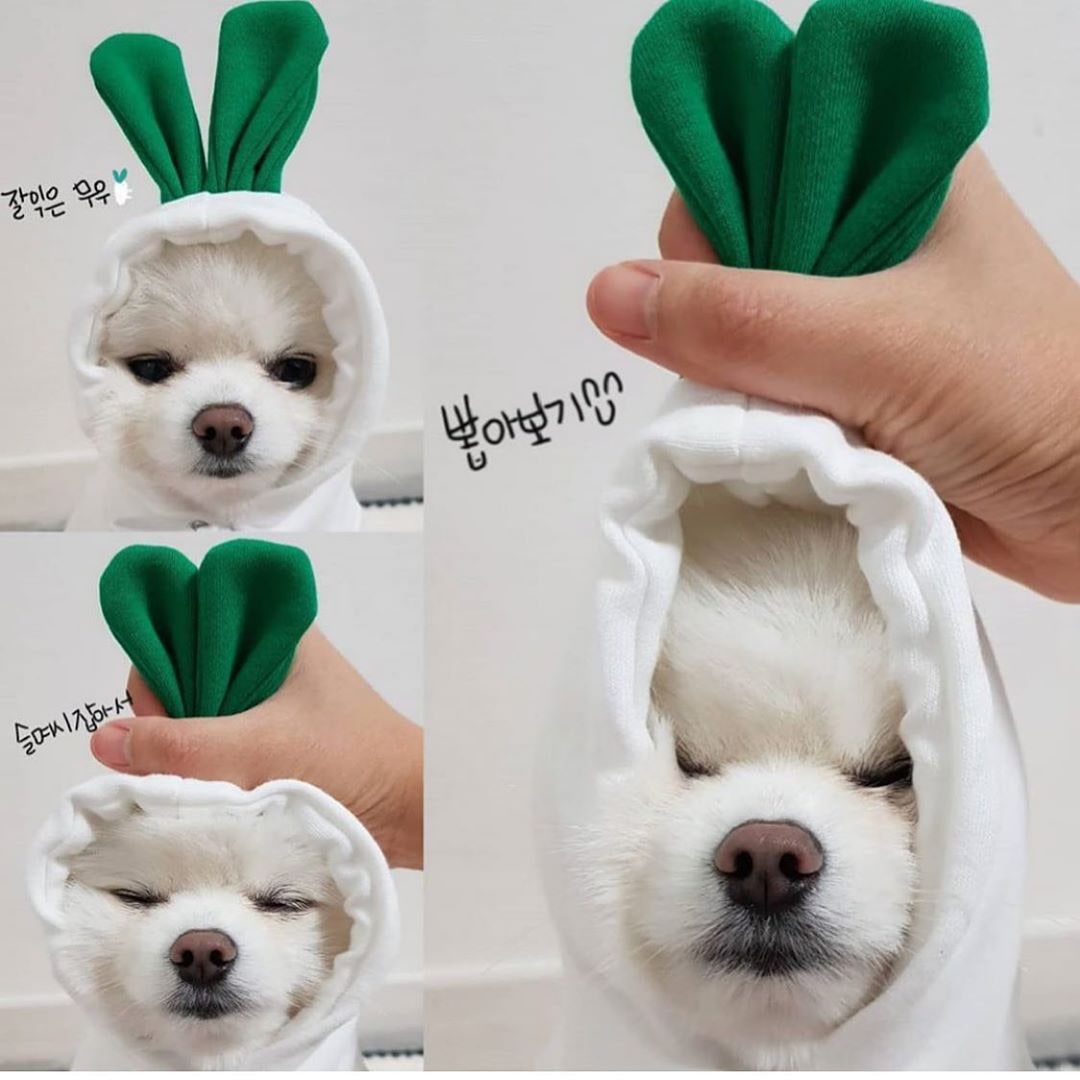 Dog Clothes Hoodie with Fleece and Novelty Hood Designs for Small Sweaters