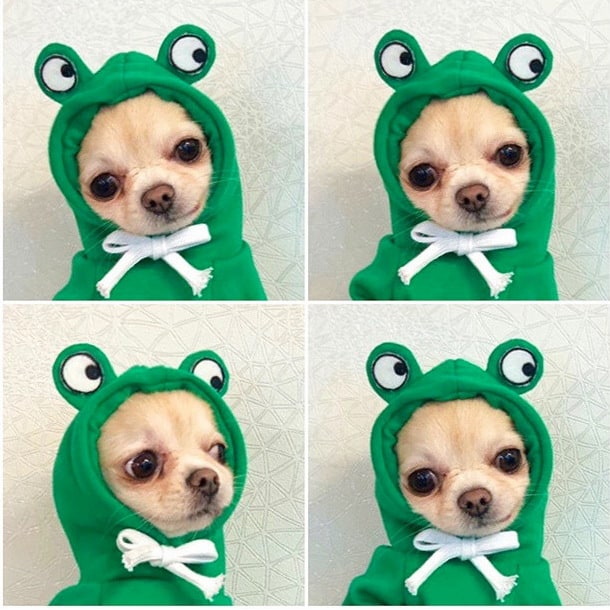 Dog Clothes Hoodie with Fleece and Novelty Hood Designs for Small Sweaters
