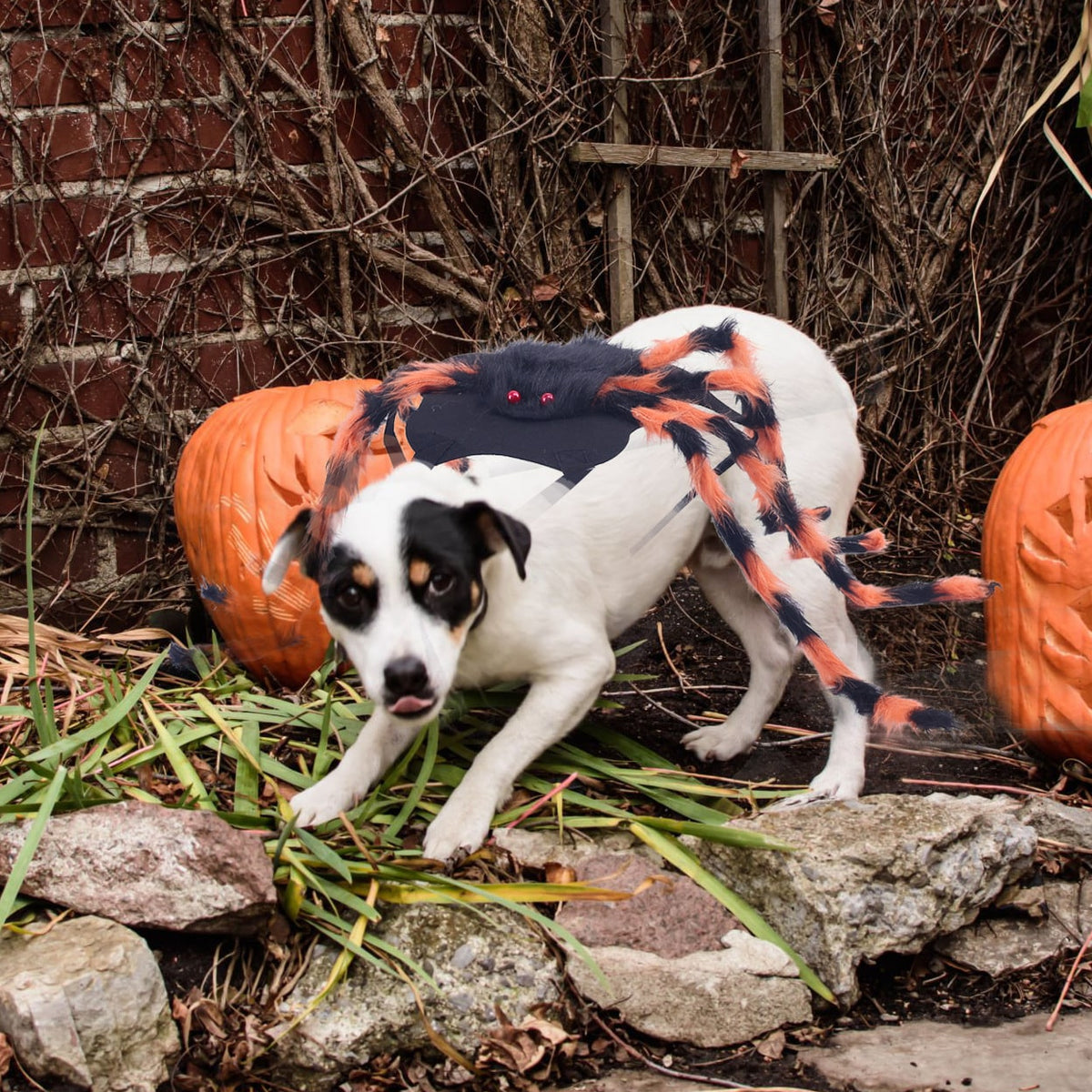 Dog Halloween Spider Costume with Adjustable Straps