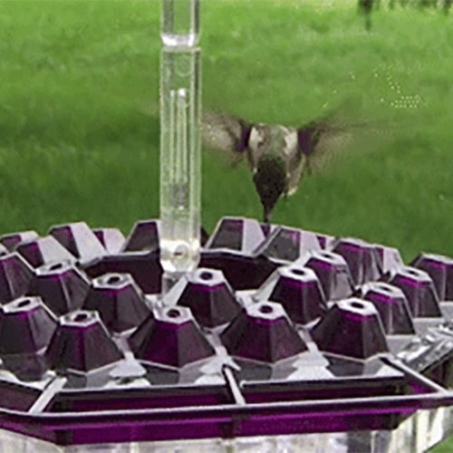 Hummingbird Feeder Hanging Plastic Outdoor Multiple Ports Perch Nectar