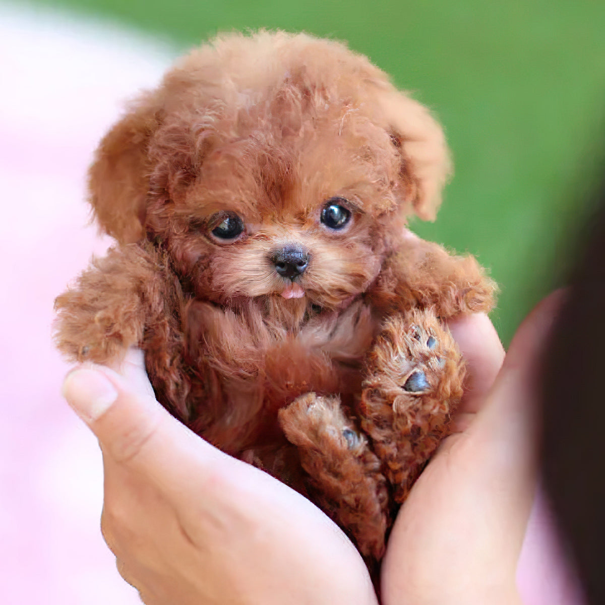 Interactive Puppy Toy with Voice and Touch Response