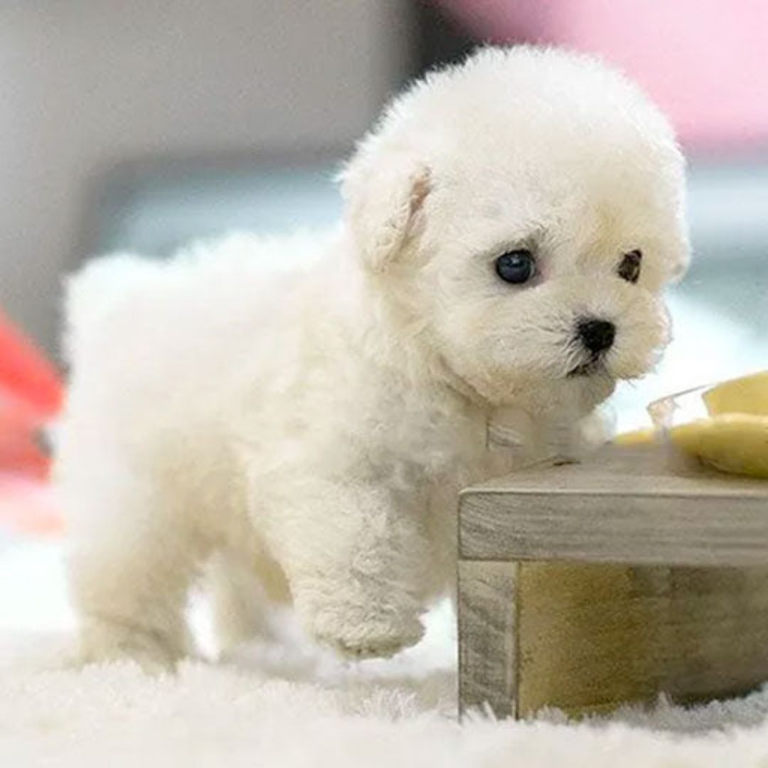 Nicoo Robot Puppy Interactive Toy Realistic Lifelike Dog for Kids