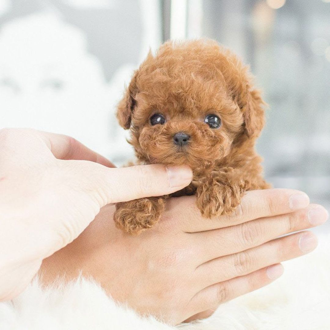 Nicoo Robot Puppy Interactive Toy Realistic Lifelike Dog for Kids