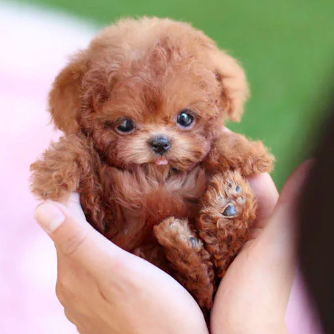 Kids' Realistic Plush Dog Stuffed Animals Toy with Soft Curly Fur and Lifelike Details Walking