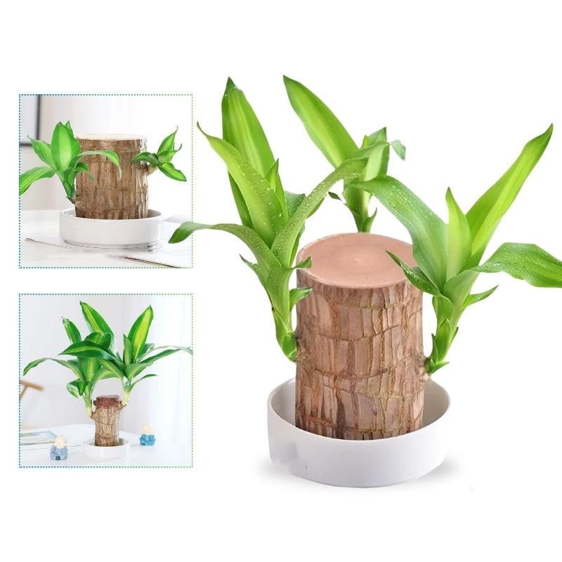 Low Maintenance Indoor Plant Air Purifying Brazilian Wood Hydroponic Setup Small Lucky
