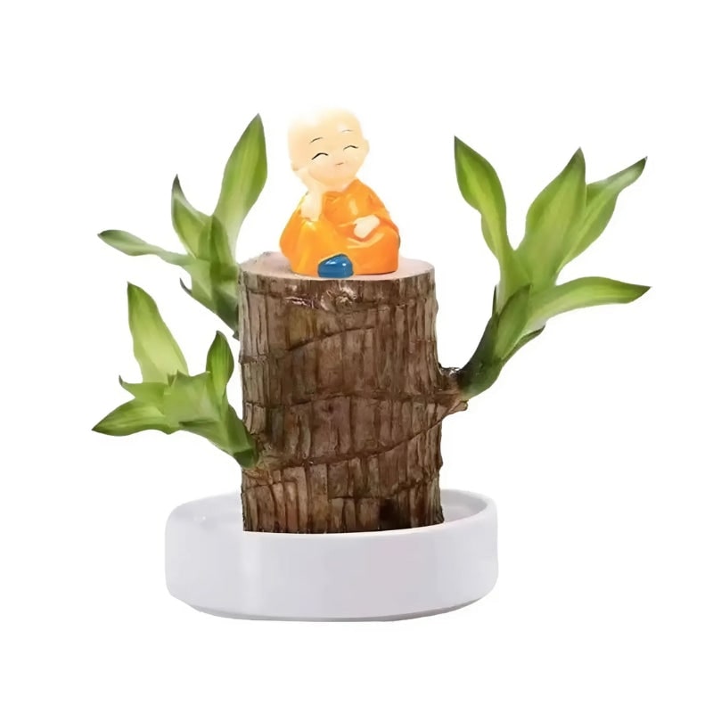 Low Maintenance Indoor Plant Air Purifying Brazilian Wood Hydroponic Setup Small Lucky