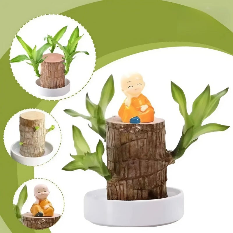 Low Maintenance Indoor Plant Air Purifying Brazilian Wood Hydroponic Setup Small Lucky