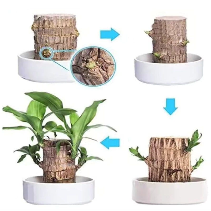 Low Maintenance Indoor Plant Air Purifying Brazilian Wood Hydroponic Setup Small Lucky