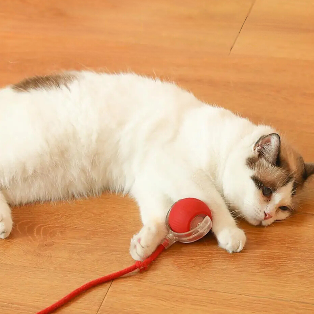 Rechargeable Cat Play Toy with Rolling Action