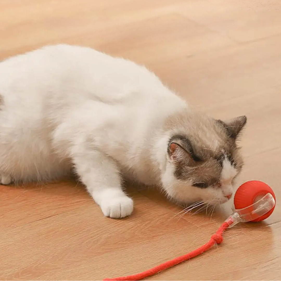 Rechargeable Cat Play Toy with Rolling Action