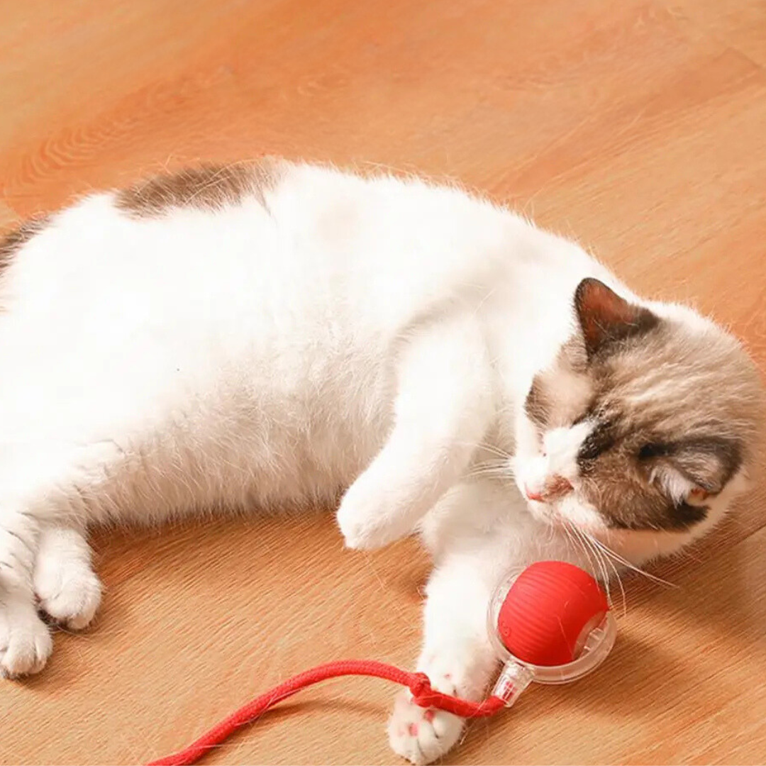 Rechargeable Cat Play Toy with Rolling Action