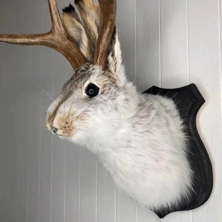 Taxidermy Jackalope Wall Mount on Wooden Plaque